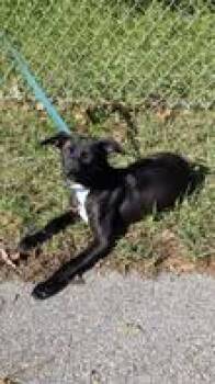 Black Labrador Retriever Dogs Available for Adoption - Jett | PetCurious