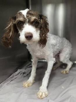 Billy -  Cavalier King Charles Spaniel and Poodle Dog for Adoption in Malvern, Pennsylvania - Billy | PetCurious