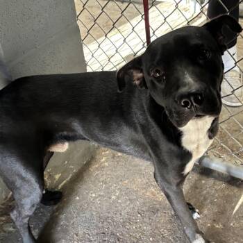 Hamburglar -  Black Labrador Retriever Dog for Adoption in Austin, Texas - Hamburglar | PetCurious