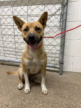 Nova -  Klee Kai and Pit Bull Terrier Dog for Adoption in Fruit Heights, Utah - Nova | PetCurious