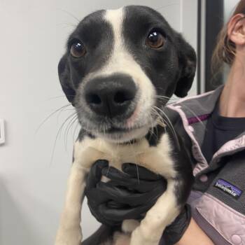 Cardigan Welsh Corgi and Jack Russell Terrier Dogs Available for Adoption - Cookie Dough | PetCurious