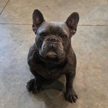 French Bulldog Dogs Available for Adoption in Overland Park, Kansas - Basile | PetCurious