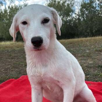 Rescue Labrador Retriever Dogs for Adoption in West Islip, New York - Tova | PetCurious