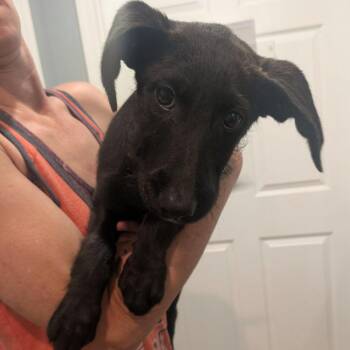 Mixed Breed Dogs Available for Adoption in Boaz, Alabama - Chaca | PetCurious