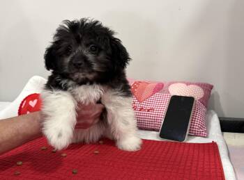 Shorkie and Maltese Dogs Available for Adoption - Oreo | PetCurious