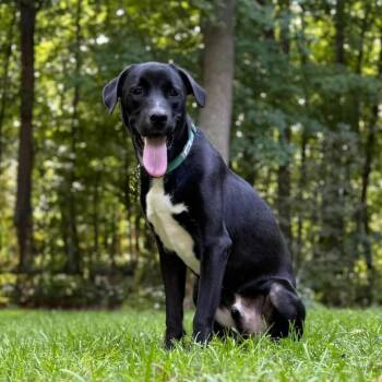 Buck -  Black Labrador Retriever and Mixed Breed Dog for Adoption in Alma, Wisconsin - Buck | PetCurious
