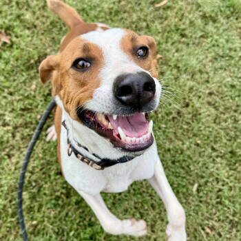 Rescue Beagle Dogs for Adoption - Jimmy | PetCurious