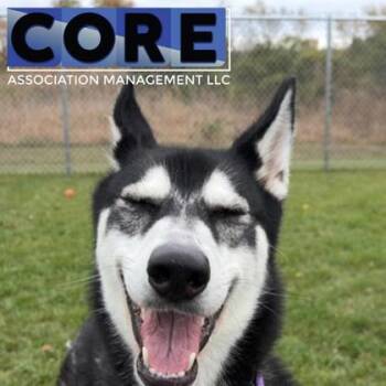 Rescue Mixed Breed Dogs for Adoption in Janesville, Wisconsin - Panda | PetCurious