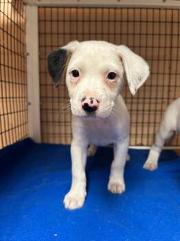Pita -  Hound Dog for Adoption in Gautier, Mississippi - Pita | PetCurious