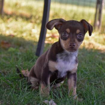 Meep -  Chihuahua and Dachshund Dog for Adoption in Indianapolis, Indiana - Meep | PetCurious