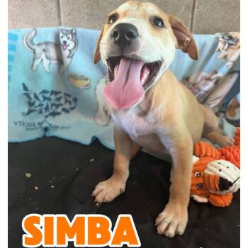 SIMBA -  American Staffordshire Terrier and Labrador Retriever Dog for Adoption in Hampton, Virginia - SIMBA | PetCurious