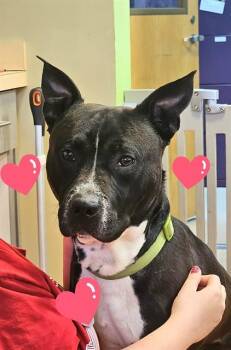 ALABAMA -  Mixed Breed Dog for Adoption in Jacksonville, Florida - ALABAMA | PetCurious