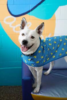 Cattle Dog and Pit Bull Terrier Dogs Available for Adoption in Pasadena, California - Andrew | PetCurious