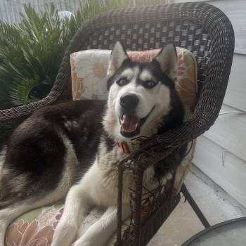 Mixed Breed Dogs Available for Adoption - Cheyenne | PetCurious