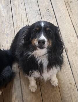 Australian Shepherd Dogs Available for Adoption - Sadie | PetCurious