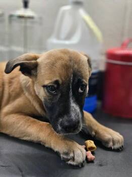 Poppy -  German Shepherd Dog and Mixed Breed Dog for Adoption in Disputanta, Virginia - Poppy | PetCurious
