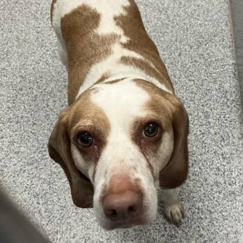 Waddles -  Beagle Dog for Adoption in Grand Rapids, Michigan - Waddles | PetCurious