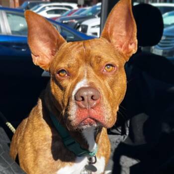 Rescue American Staffordshire Terrier Dogs for Adoption in St. Peters, Missouri - Griffin | PetCurious