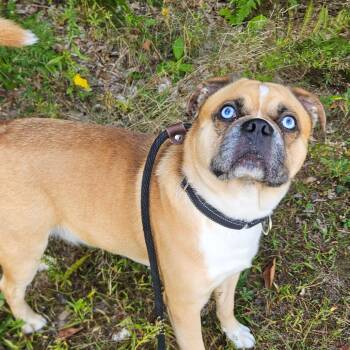 Zeke-Available Soon! -  Boston Terrier and Australian Shepherd Dog for Adoption in Conway, New Hampshire - Zeke-Available Soon! | PetCurious