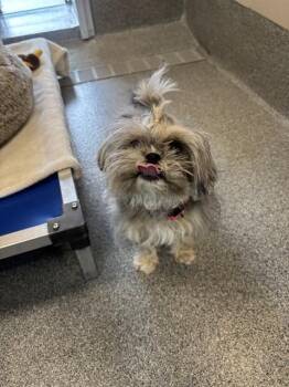 EDITH -  Shih Tzu Dog for Adoption in Leesburg, Virginia - EDITH | PetCurious
