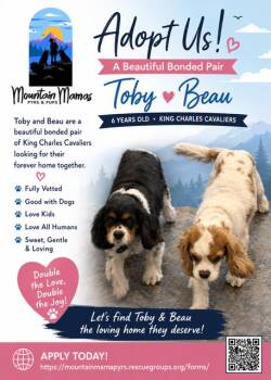 TOBEE -  Cavalier King Charles Spaniel Dog for Adoption in Midway, Utah - TOBEE | PetCurious