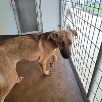 Jager -  German Shepherd Dog Dog for Adoption in Hinesville, Georgia - Jager | PetCurious