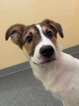 Birch -  Shepherd Dog for Adoption in Covington, Virginia - Birch | PetCurious