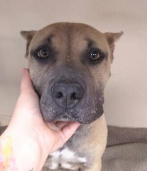 Pit Bull Terrier and Mixed Breed Dogs Available for Adoption in Evergreen, Colorado - Sage (female) | PetCurious