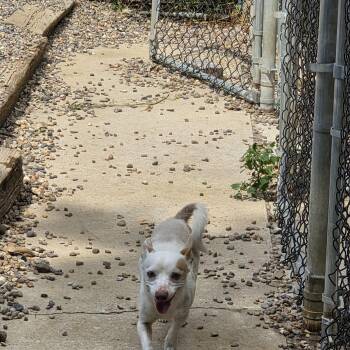Jefferson -  Chiweenie Dog for Adoption in Wever, Iowa - Jefferson | PetCurious
