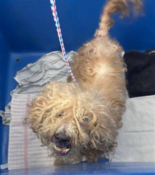 TOBY -  Mixed Breed Dog for Adoption in Dallas, Texas - TOBY | PetCurious