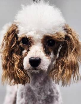 Juggler -  Poodle and Mixed Breed Dog for Adoption in West Chester, Pennsylvania - Juggler | PetCurious