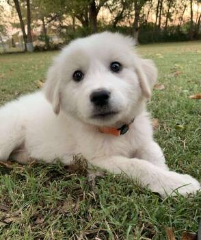 Rescue Great Pyrenees Dogs for Adoption in Kiowa, Oklahoma - Wren | PetCurious