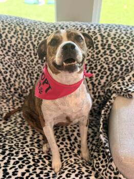 American Staffordshire Terrier Dogs Available for Adoption - Sally | PetCurious