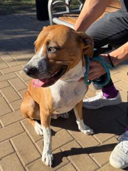 American Staffordshire Terrier Dogs Available for Adoption - Aiden | PetCurious