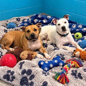 Kanin and Buddy -  Mixed Breed Dog for Adoption in Warren, Ohio - Kanin And Buddy | PetCurious