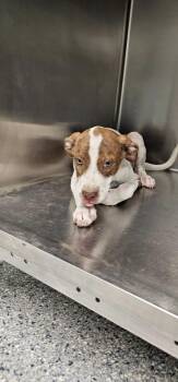 Ben -  Terrier Dog for Adoption in Athens, Tennessee - Ben | PetCurious
