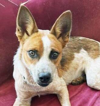 Minion -  Australian Cattle Dog Blue Heeler Dog for Adoption in Poway, California - Minion | PetCurious