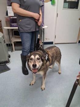 Husky and Labrador Retriever Dogs Available for Adoption in Irwin, Pennsylvania - Lady | PetCurious