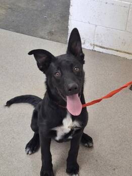 BOLT -  Labrador Retriever and Mixed Breed Dog for Adoption in San Bernardino, California - BOLT | PetCurious
