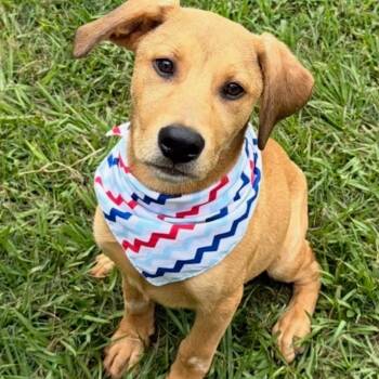 Hopper -  Labrador Retriever Dog for Adoption in Houston, Texas - Hopper | PetCurious