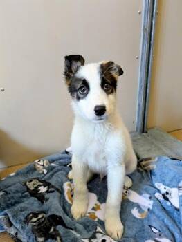 Border Collie and Mixed Breed Dogs Available for Adoption - BUC-EES | PetCurious