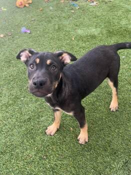 Rescue Shepherd Dogs for Adoption in Puyallup, Washington - Dory #2 | PetCurious