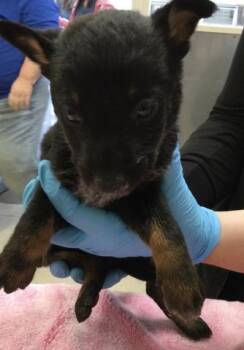 Siberian Husky and Mixed Breed Dogs Available for Adoption in Riverside, California - JUPITER | PetCurious