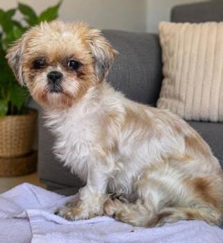 Dianna -  Shih Tzu Dog for Adoption in Malvern, Pennsylvania - Dianna | PetCurious