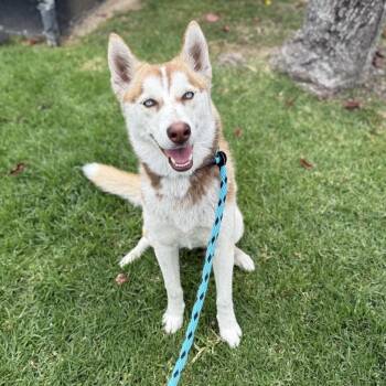 Denali -  Husky Dog for Adoption in Hawthorne, California - Denali | PetCurious