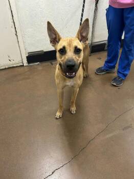 Lark -  Pit Bull Terrier and Shepherd Dog for Adoption in Chico, California - Lark | PetCurious