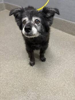TOASTY -  Pomeranian and Mixed Breed Dog for Adoption in Las Vegas, Nevada - TOASTY | PetCurious