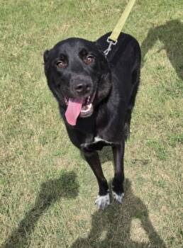 Rescue Border Collie and Labrador Retriever Dogs for Adoption in Larned, Kansas - Cleetus | PetCurious