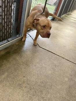 YouTube -  Pit Bull Terrier and Mixed Breed Dog for Adoption in Gainesville, Florida - YouTube | PetCurious