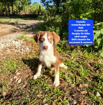Australian Shepherd and Beagle Dogs Available for Adoption in Oviedo, Florida - Pawladin | PetCurious